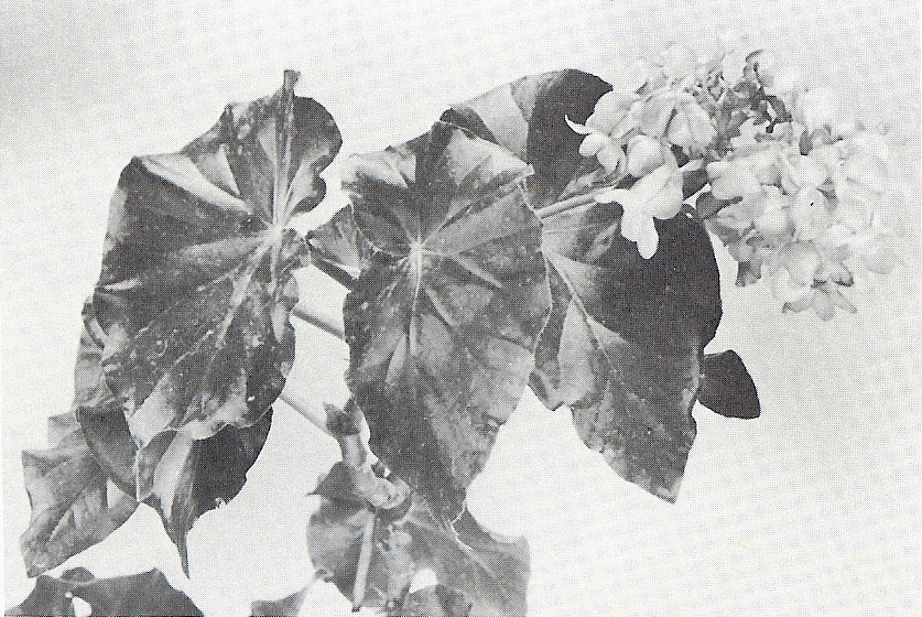 B. ‘Gertrude Nelson’